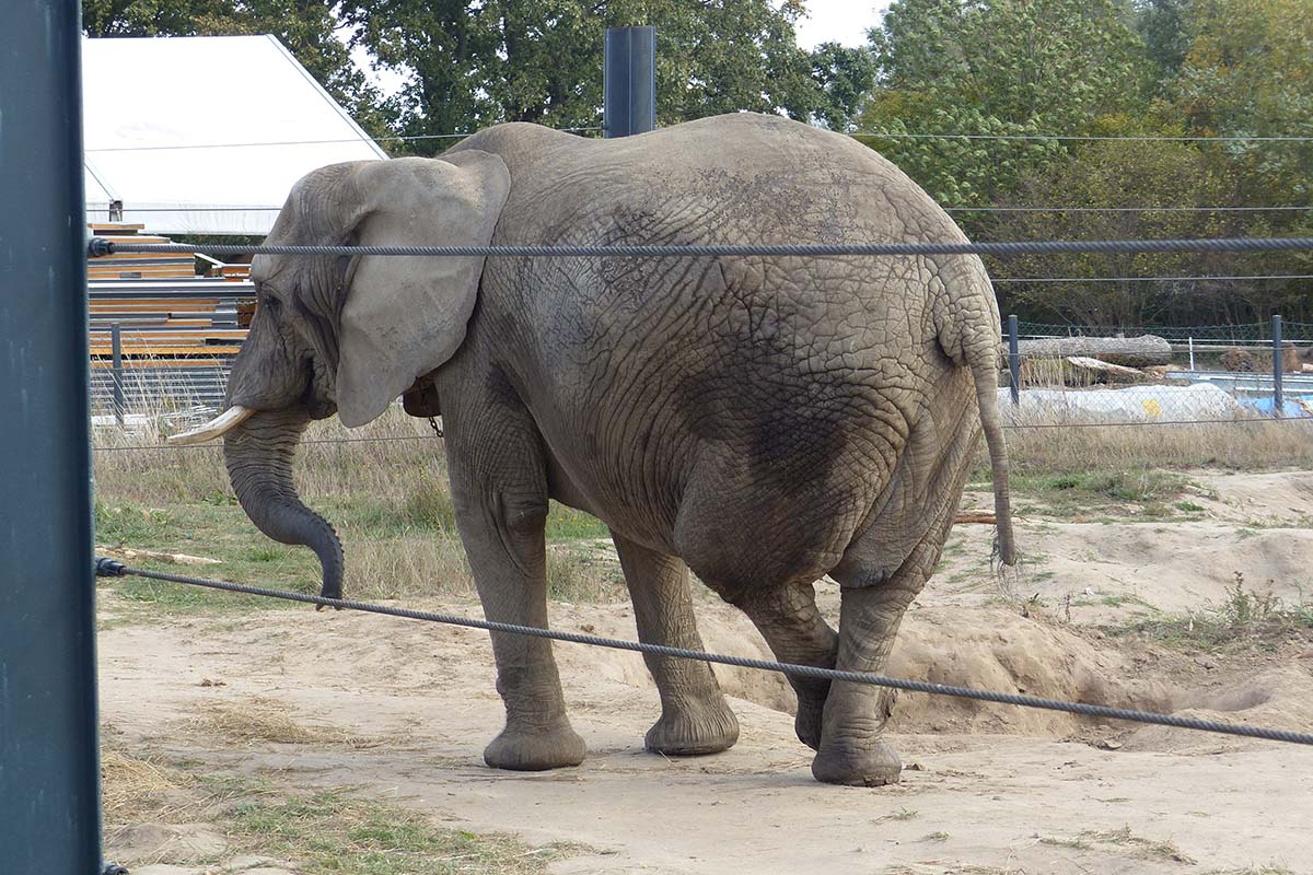 Elefantenhof Platschow: Elefanten zum Tanzen gezwungen