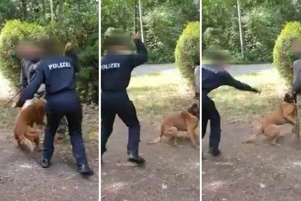 Polizist schlaegt Hund