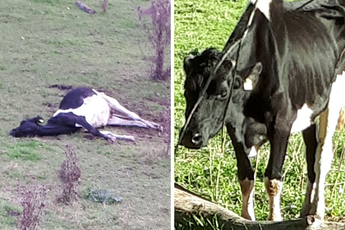 Trauriges Video: Landwirt lässt abgemagerte Kühe elendig sterben
