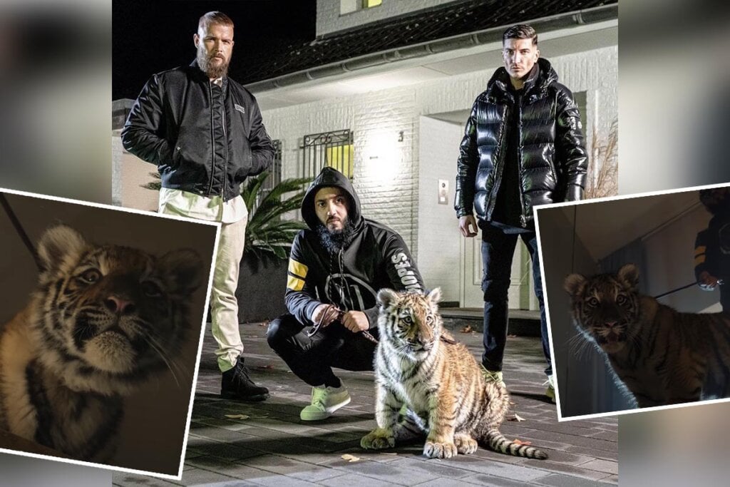Collage Kollegah mit Rappern und Tiger