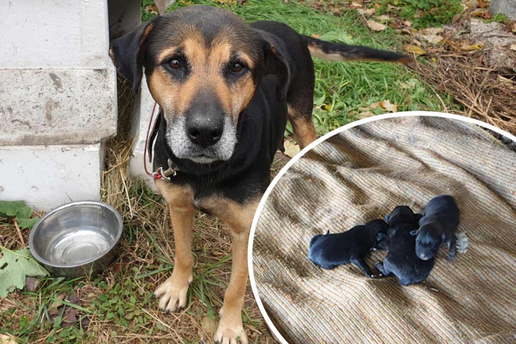 Straßenhund mit Welpen