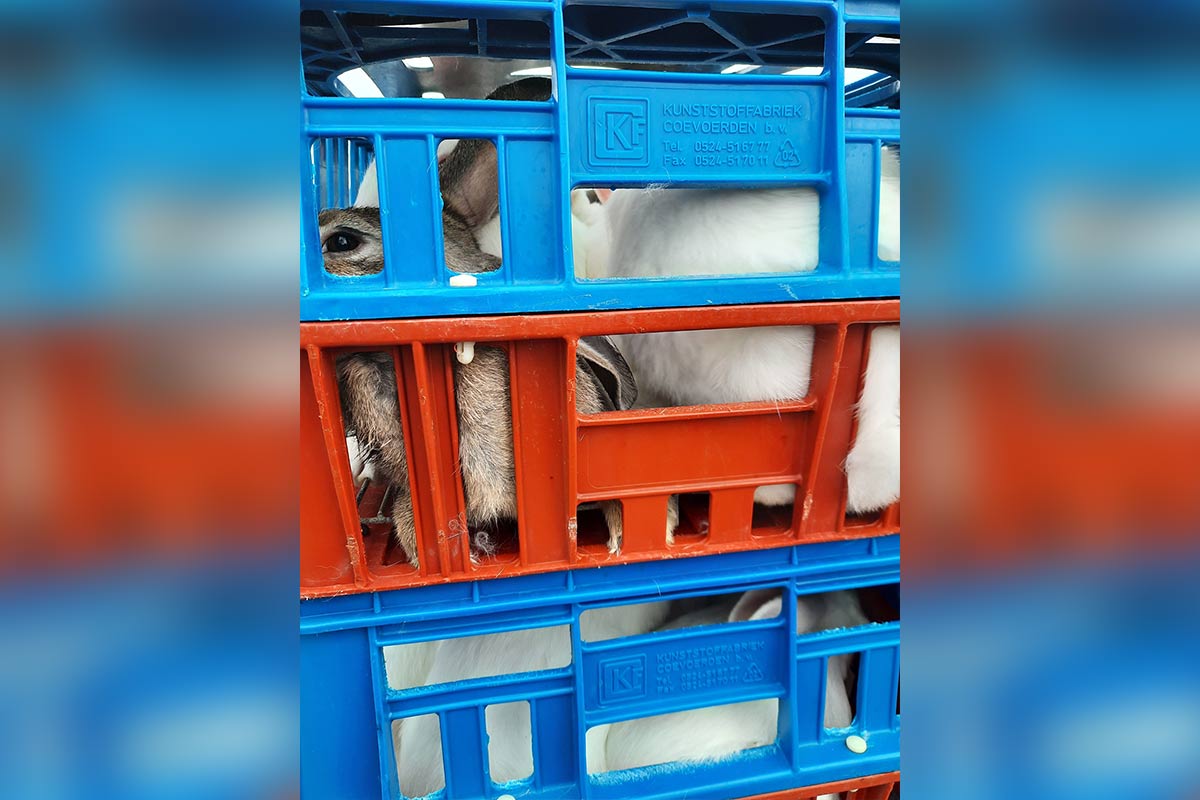 Zuchtbetrieb setzt verängstigte Kaninchen der Kälte aus