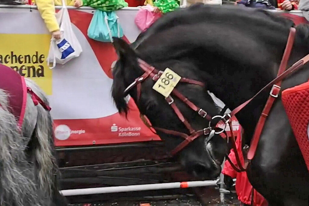 Pferd auf dem Karneval Umzug