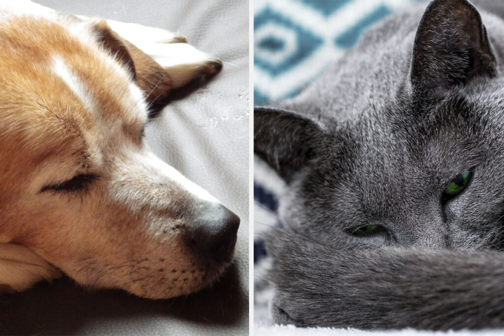 Collage Hund und Katze