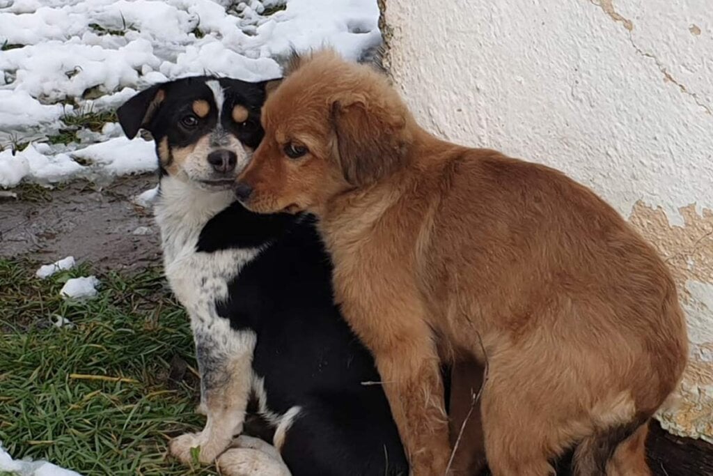 Zwei Hunde im Schnee