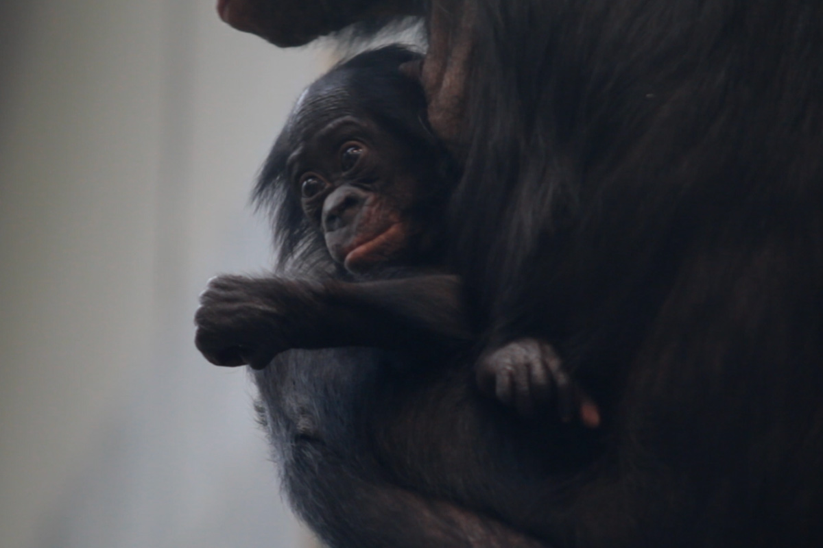 Warum erkranken und sterben so viele junge Menschenaffen in deutschen Zoos?