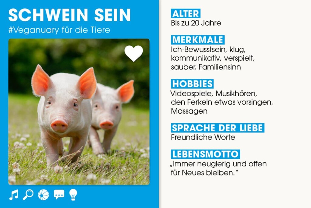 Steckbrief Schwein