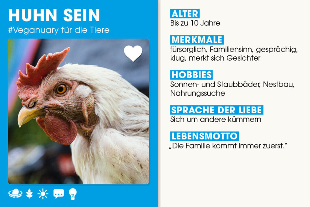 Steckbrief Huhn