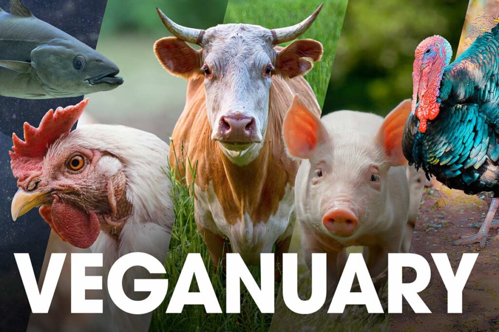 Grafik Veganuary Tiere