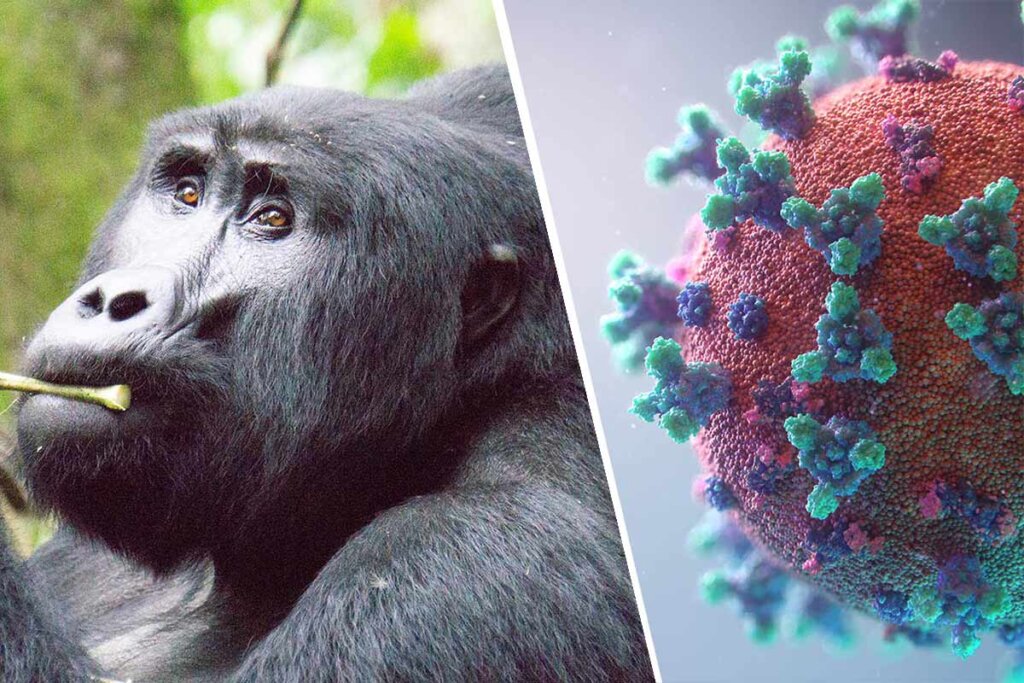 Collage Gorilla und Viruszelle