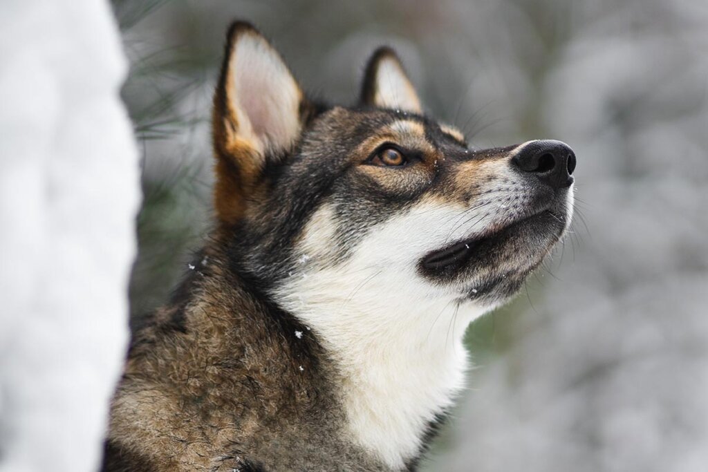 Husky