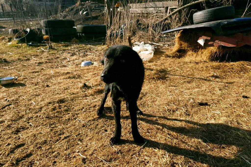 Hund Hope aus Rumänien