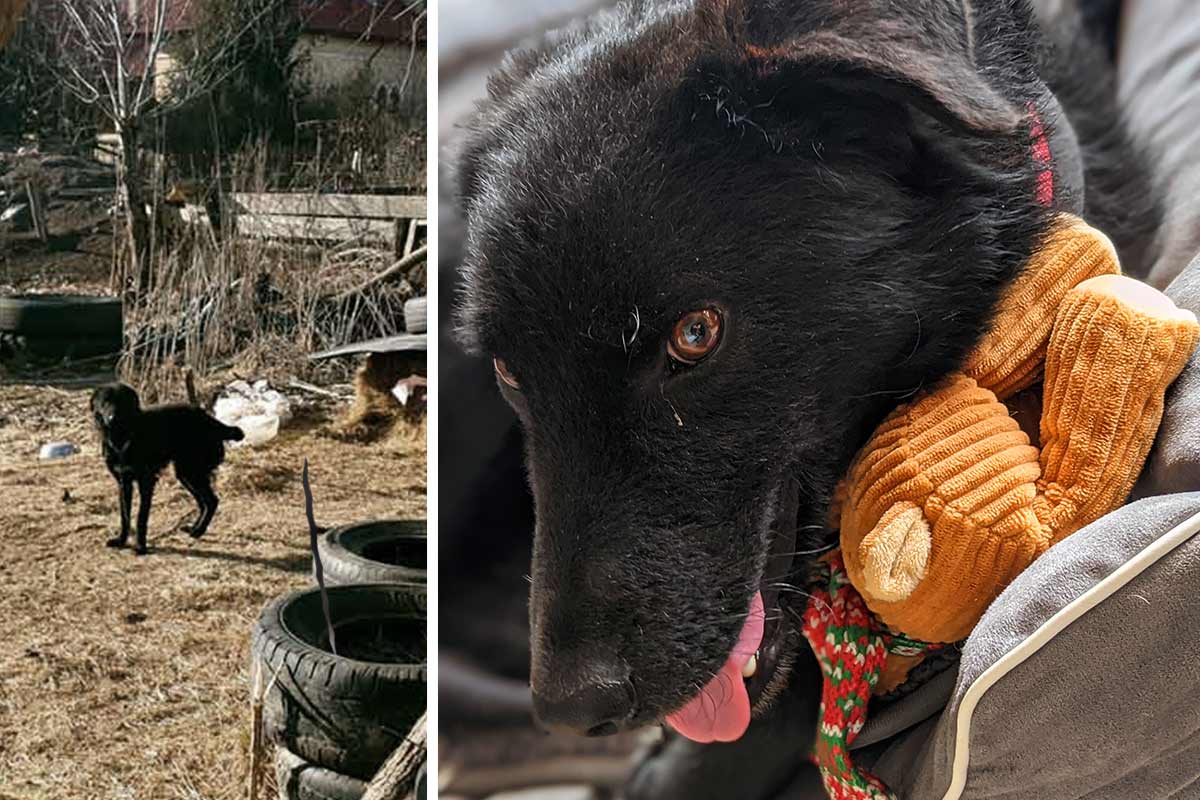 Hund Hope – von der Kette gerettet in ein neues Leben