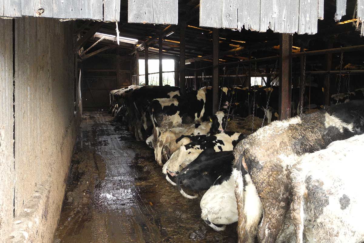 Bremer Landwirt lässt Rinder in Anbindehaltung leiden