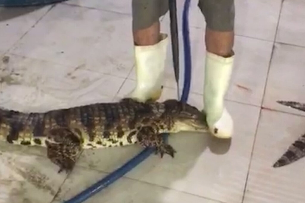 Arbeiter stechen mit einer Klinge in die Krokodile ein