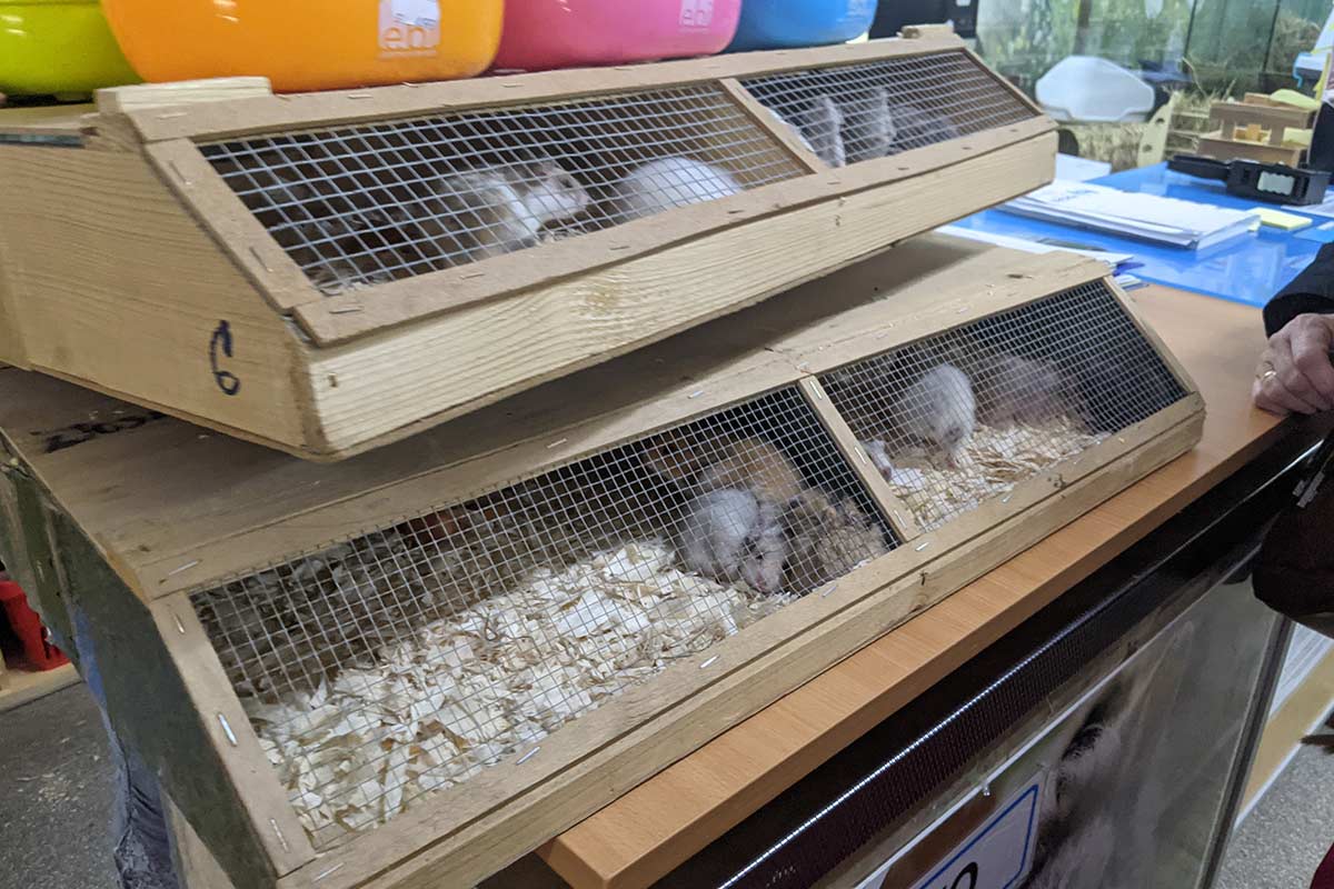 Hamster in kleinen Kaefigen im Zoogeschaeft