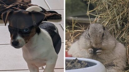 Collage Hund und Hamster vom Zoogeschaeft