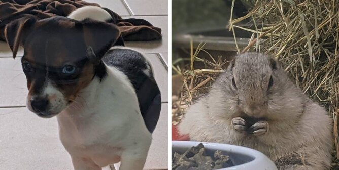 Collage Hund und Hamster vom Zoogeschaeft