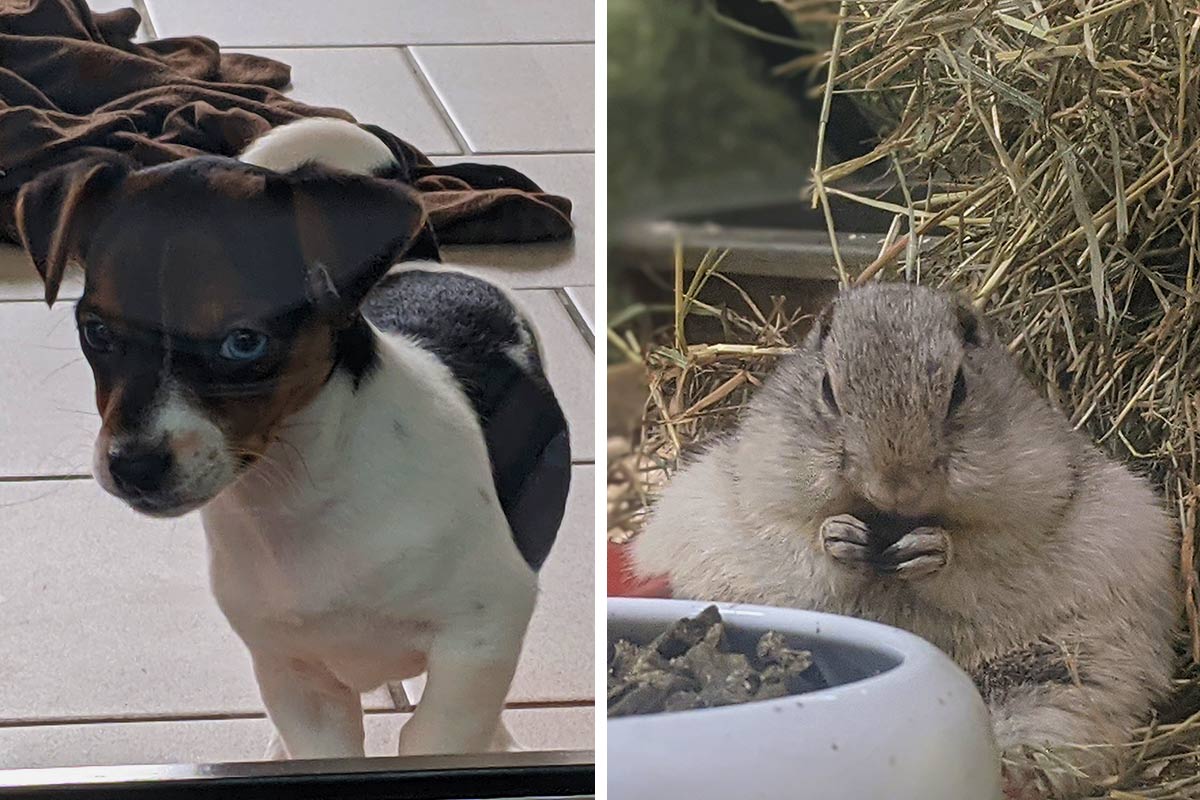 krøllet fyrretræ Imperialisme Zoo Zajac in Duisburg: Das dubiose Geschäft mit Tieren | PETA