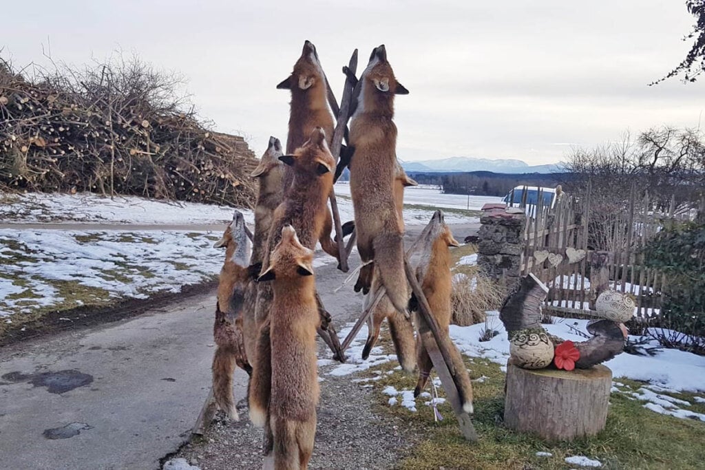 Tote Fuechse die an einem Holzbaum haengen