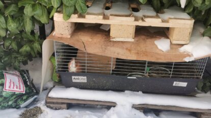 Meerschweinchen im Stall ausgesetzt im Schnee