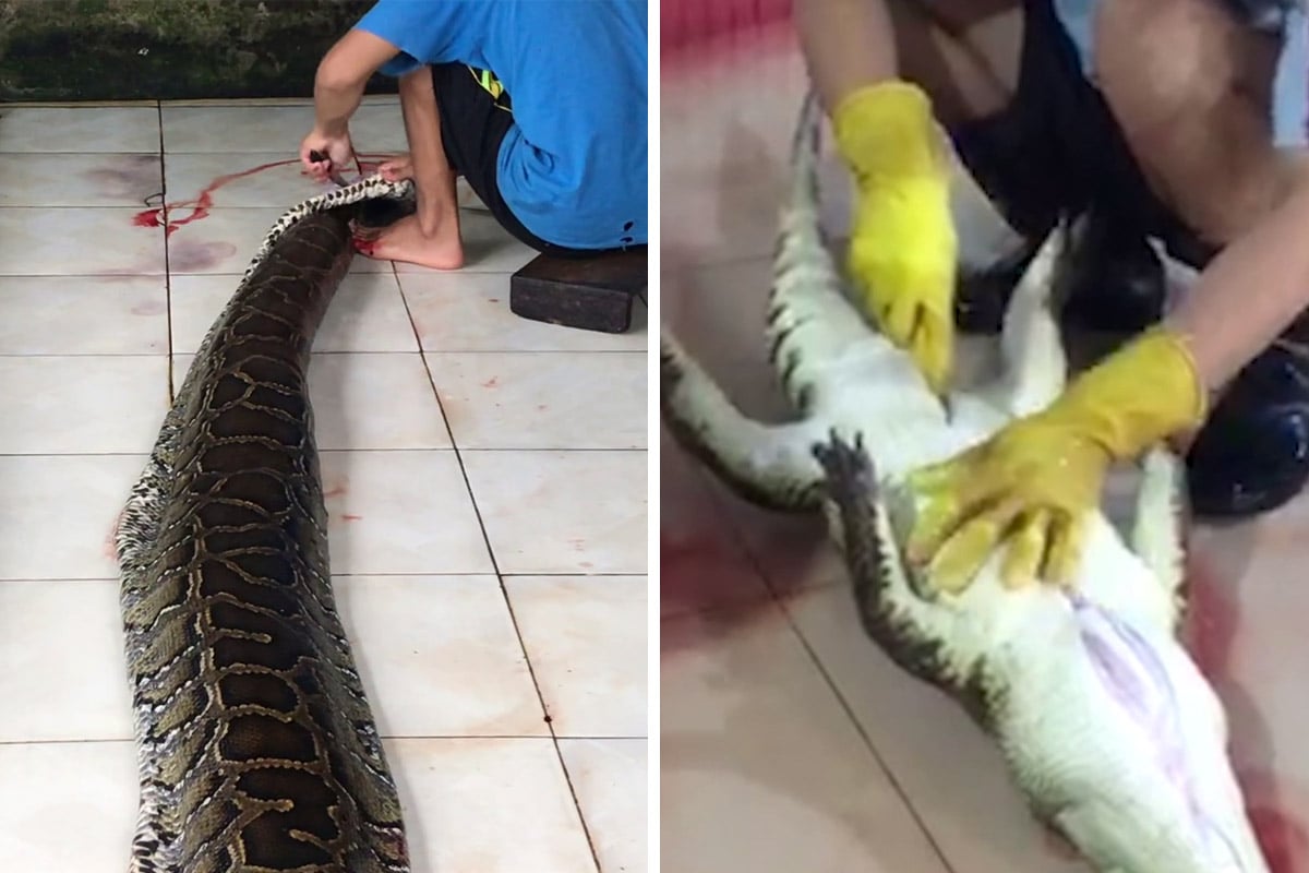 Petition an Louis Vuitton: Verkauf von Exotenleder beenden!