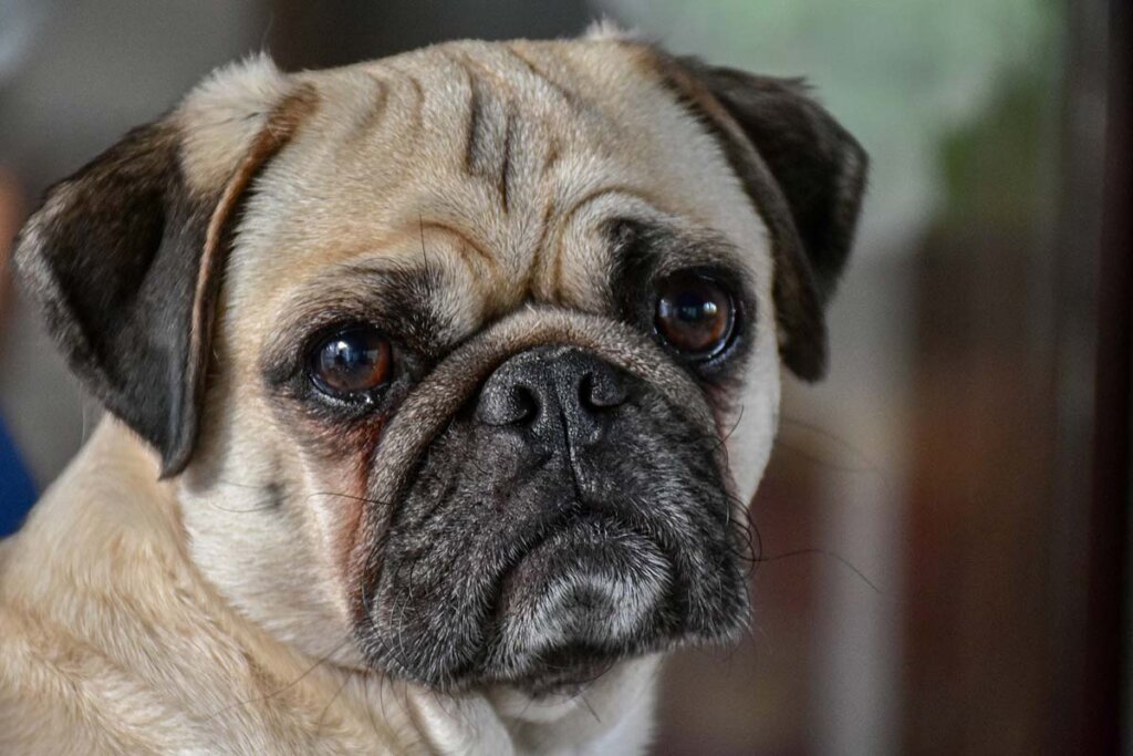 Ein Mops schaut in die Kamera.