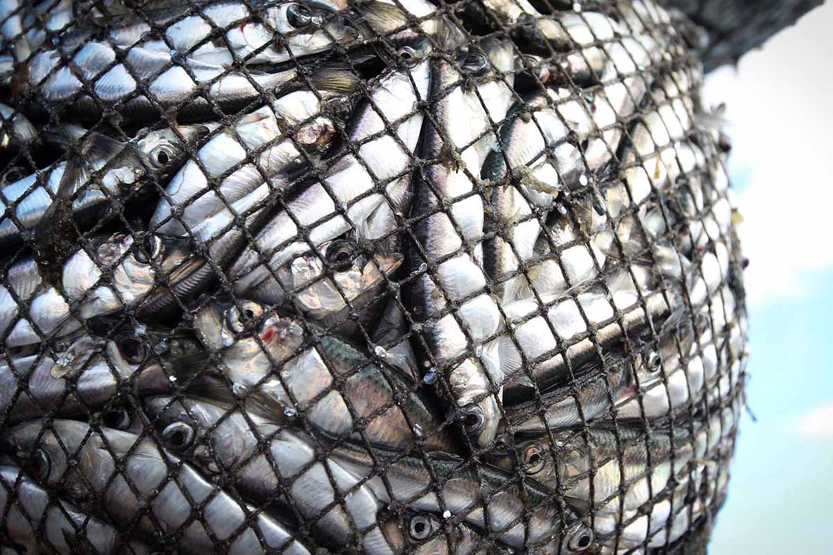 Fischerei: Probleme und Auswirkungen auf Tiere und Umwelt
