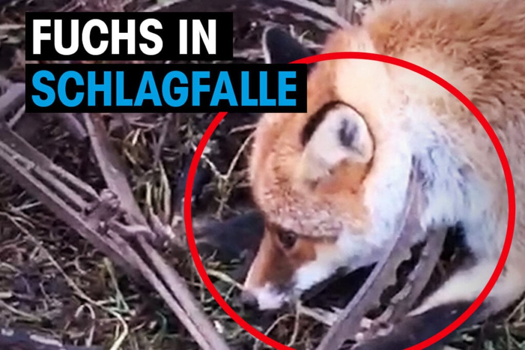 Fuchs in Schlagfalle gefangen