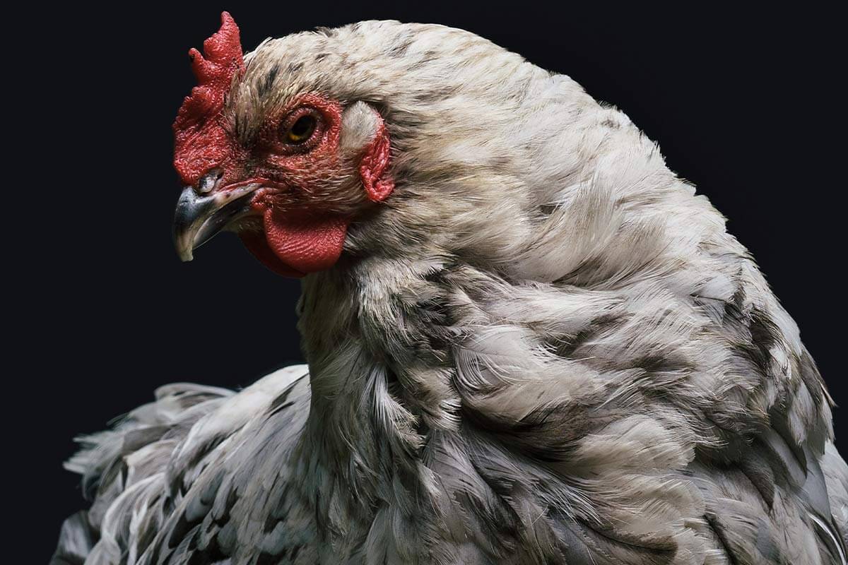 Eier – das Leid der Hühner und Hennen in der Eierindustrie