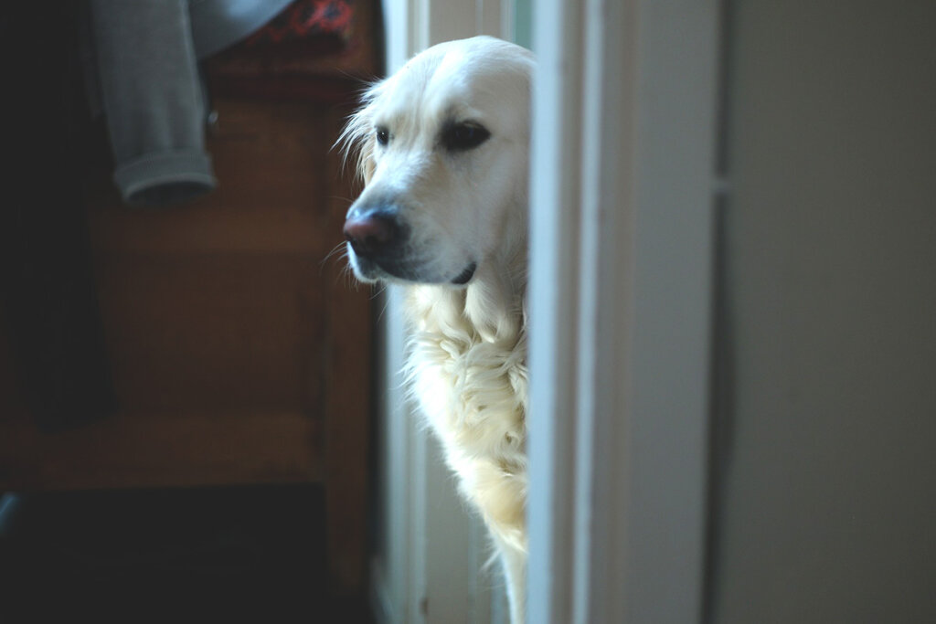 Hund in der Tür