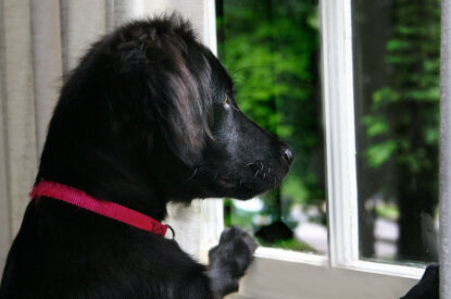 Hund schaut aus dem Fenster
