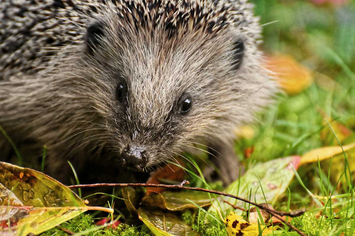 Igel im Garten: Worauf Sie achten sollten | Die 7 besten Tipps