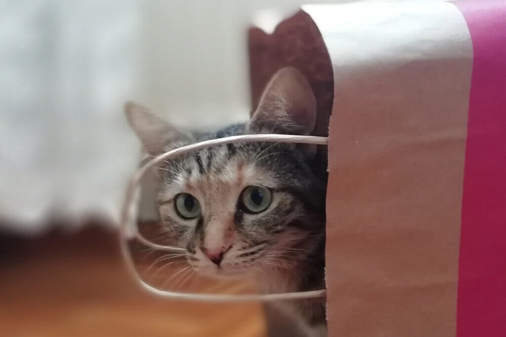 Katze schaut aus Papiertuete