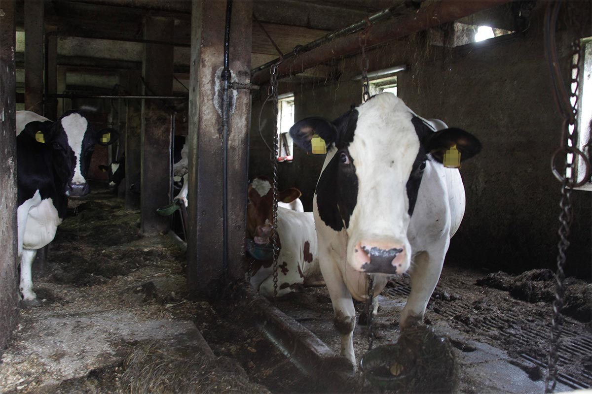 Rinderhaltung: Wie werden Rinder für Fleisch & Milch gehalten?