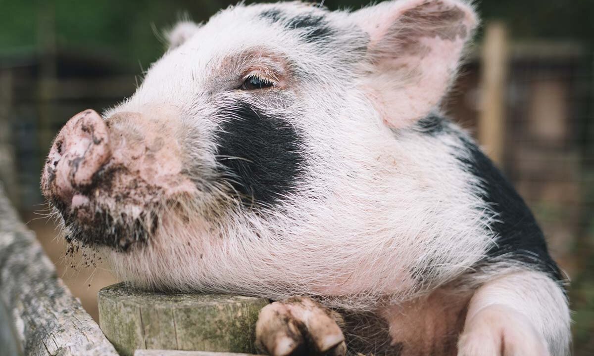 Ein kleines Schwein schaut ueber einen Holzzaun.