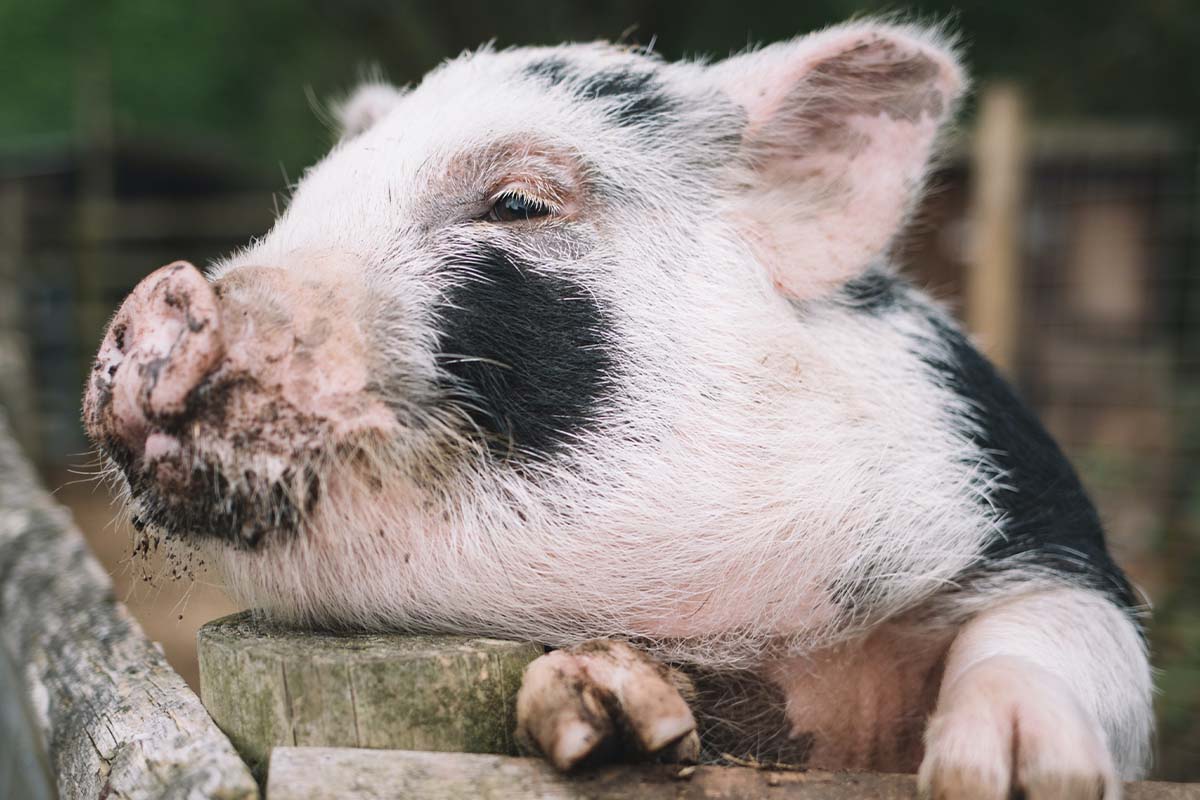 Ein kleines Schwein schaut ueber einen Holzzaun.
