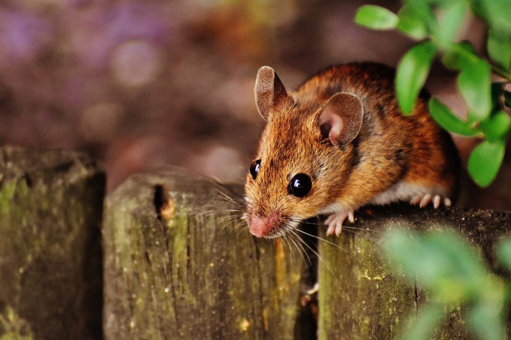 Maus sitzt auf einem Holzzaun