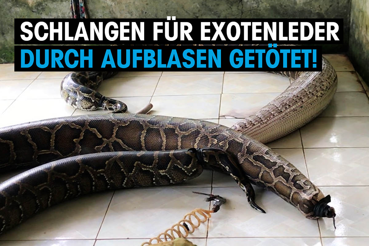 Thumbnail Schlangen für Exotenleder durch Aufblasen getötet