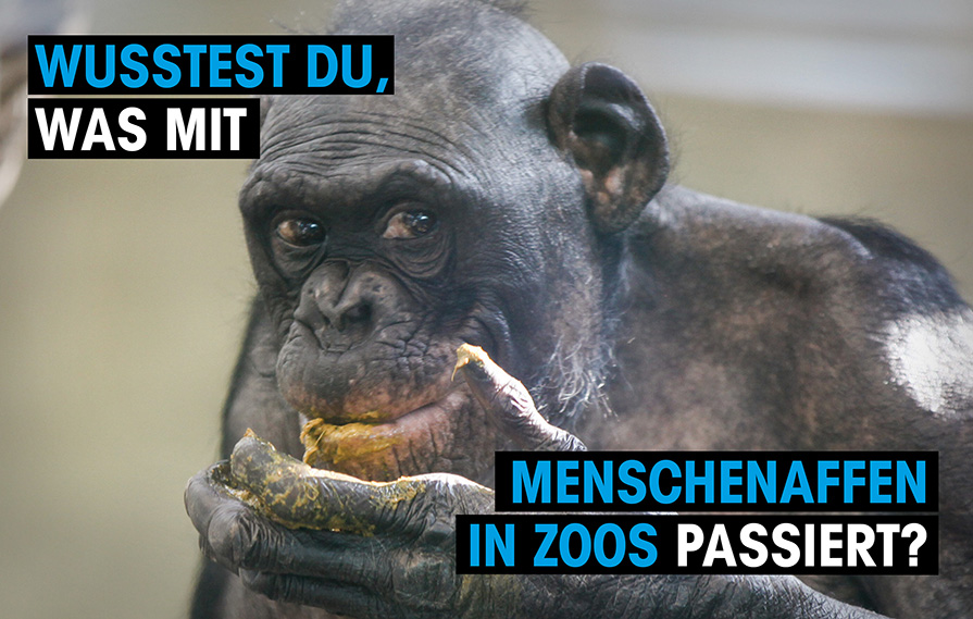 Affe isst Kot