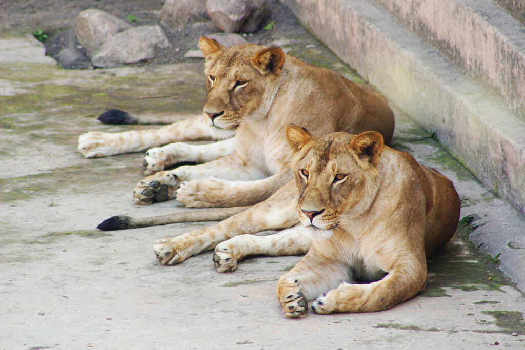 Löwen im Zoogehege