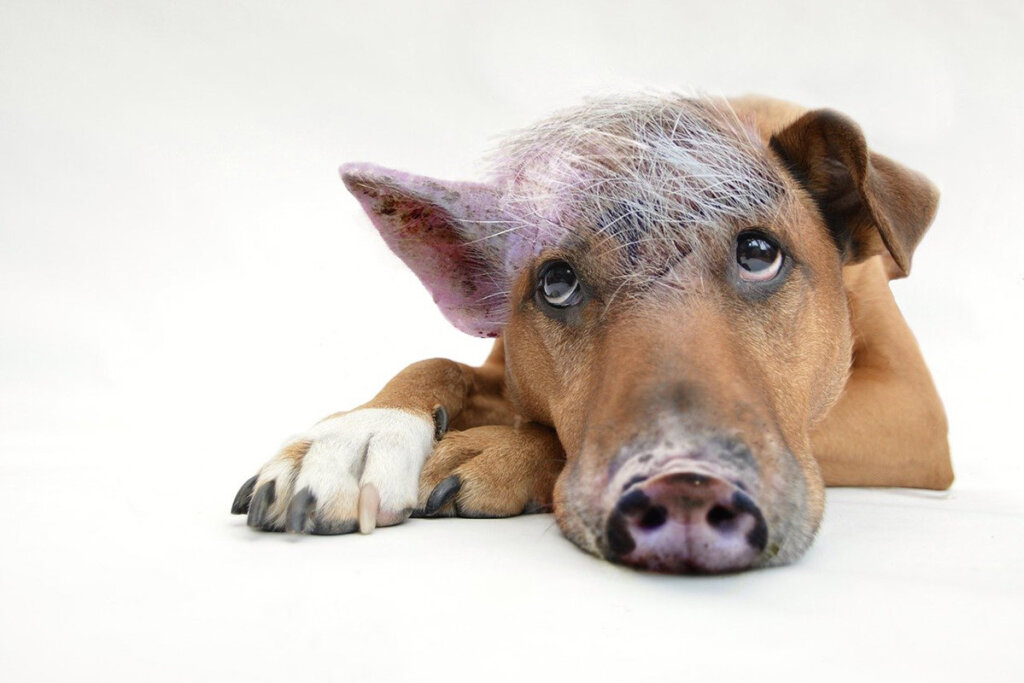 Fotomontage Schwein und Hund