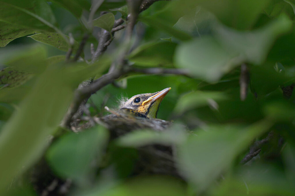 Vogel im Nest