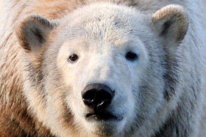 Eisbär Knut