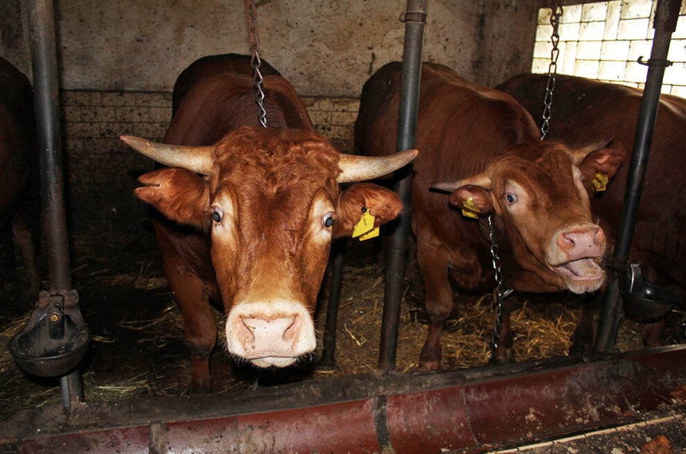Anbindehaltung von Kuehen