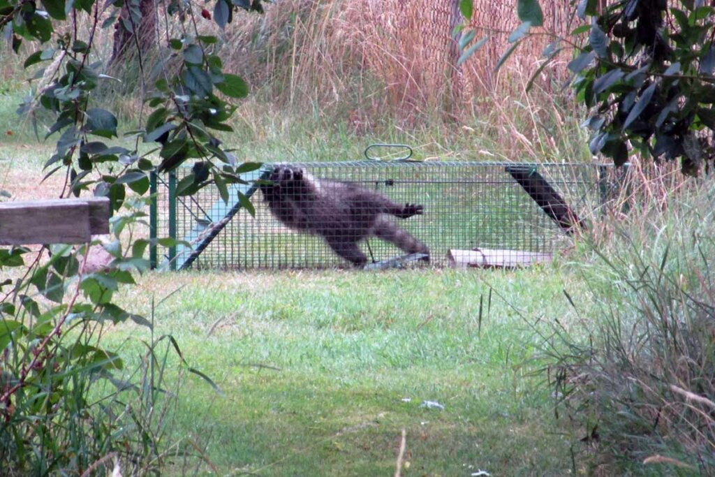 Waschbär in Lebendfalle