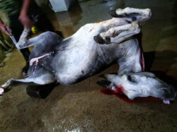 Toter Esel liegt auf dem Boden