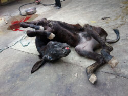 Toter Esel liegt auf dem Boden