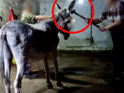 Person schlägt Esel mit einem Hammer auf den Kopf