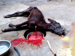 Toter Esel blutet aus